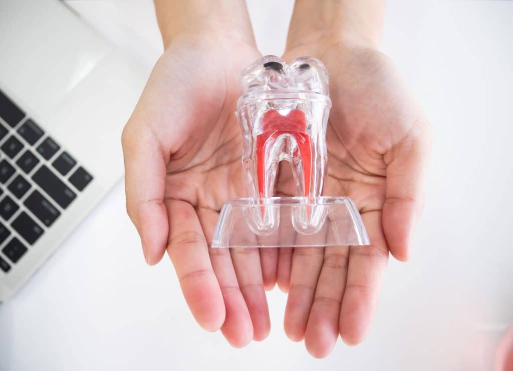 tooth prototype with roots visible
